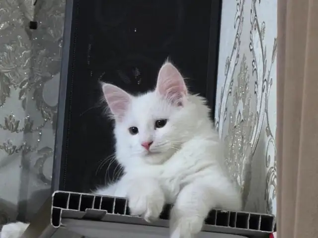 Турецкая ангора, Душанбе
