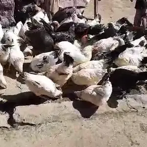 Мургхои брама, Душанбе