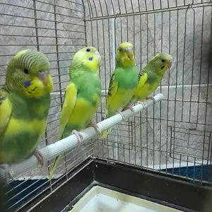 Попугай, Душанбе
