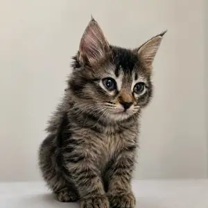 Котенок, Душанбе