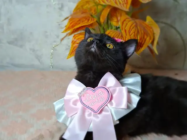 Котята, Худжанд