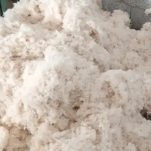 Пахта барои курпача, Душанбе