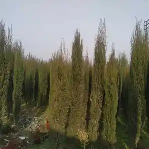 Арча, Худжанд