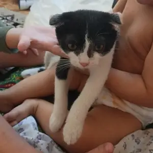 Шотландская кошечка, Душанбе