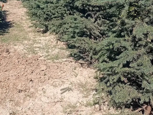 Ель голубая, Худжанд