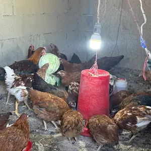 Чучаи ломан браун, Истаравшан