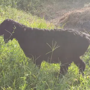 Кушкор барра, Душанбе