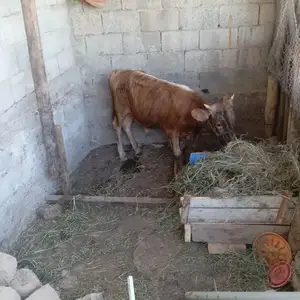 Букача, Душанбе