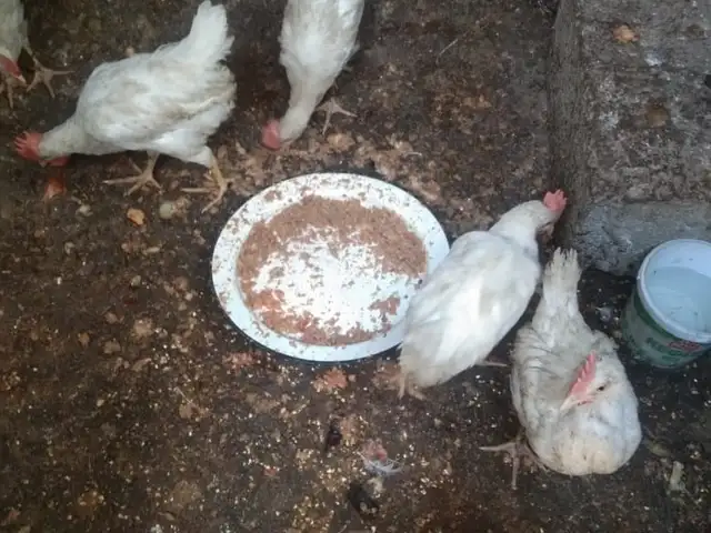 Хурус чучахо, Канибадам