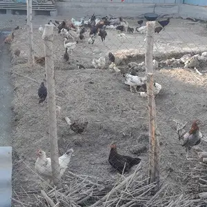 Куры, Ҳамадонӣ