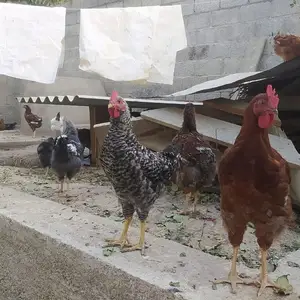 Чучаи рябушка, Душанбе