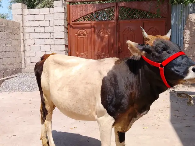 Гуночини бугуз, Бохтар (Курган-Тюбе)