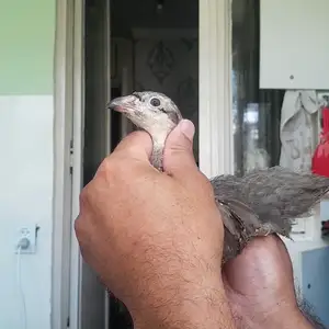 Кабк, Душанбе