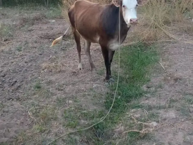 Гуночин, Панҷ