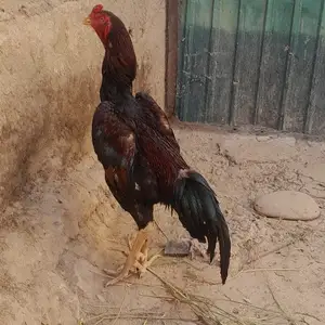 Дакан, Душанбе
