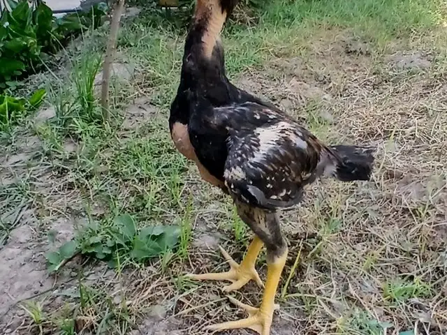 Дакан, Душанбе