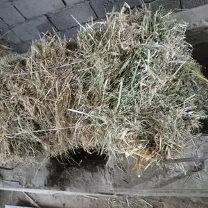 Пресси юнучка, Душанбе