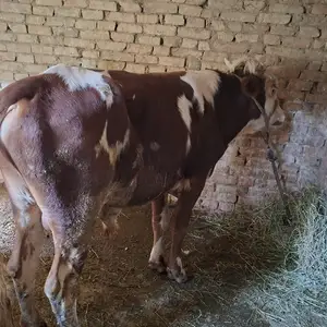 Букачаи, Душанбе