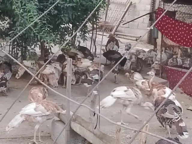 Индюк чучаи, Турсунзода