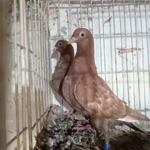 Голубь, Вахш