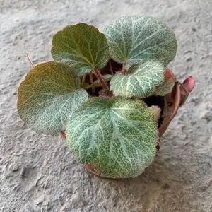 Камнеломка плетеносная Saxifraga stolonifera, Душанбе