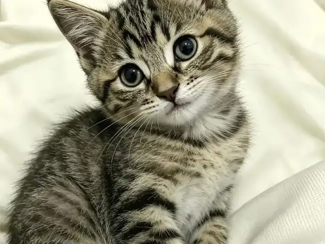 Котята в добрые руки, Душанбе