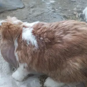 Кролик, Худжанд