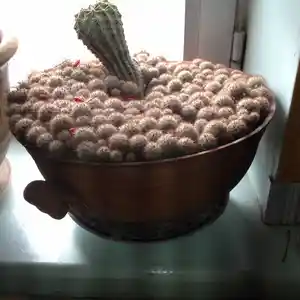 Кактус, Душанбе