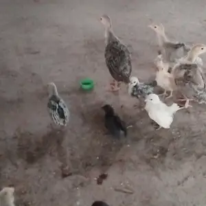 Чучаи индук, Душанбе