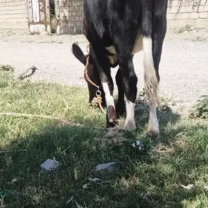 Гов, Матча