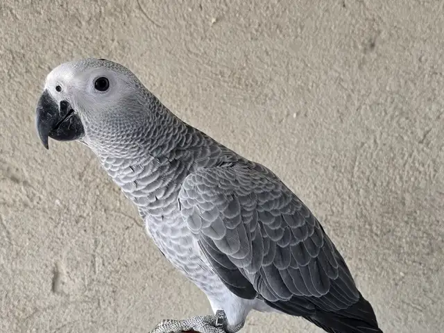 Папугай жако, Душанбе