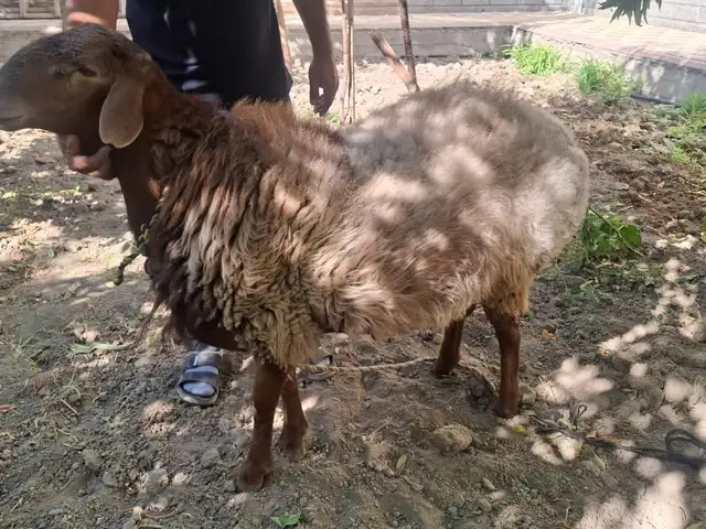 Гусфанд, Хуҷанд