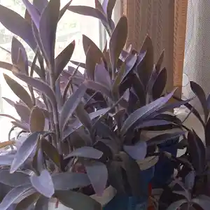 Гулхои хонаги, Душанбе
