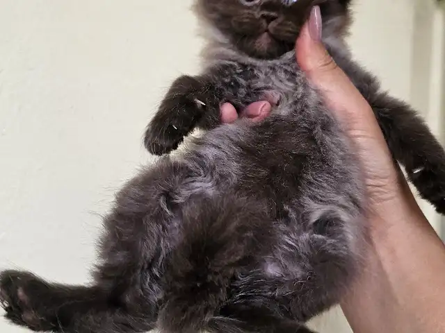 Шотландские котята, Душанбе - 5