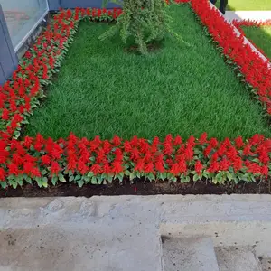 Гулхои мавсими, Душанбе