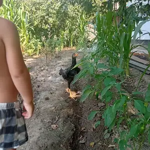Дакан чуча, Душанбе