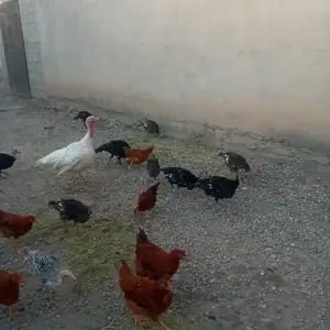 Чучахои индук, Гиссар