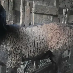 Кӯчкор барра, Худжанд