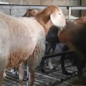 Гусфанд, Худжанд