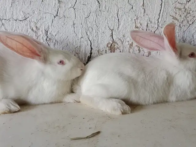 Хиколи нар 9км, Душанбе