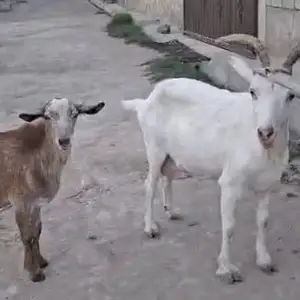 Бузи зааненский, Рашт