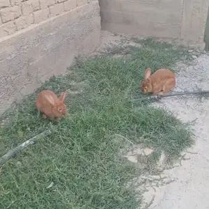 Кролики, Душанбе
