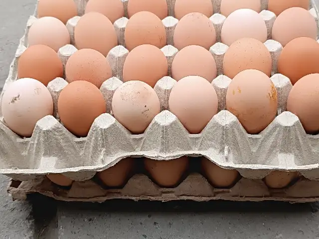 Тухми хонаги Ломан Браун барои инкубатор, Худжанд