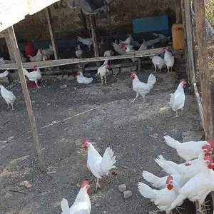 Хурус чуча, Худжанд