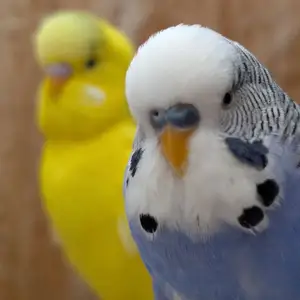 Попугай, Душанбе