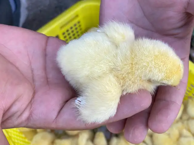 Хурус чуча, Хуҷанд