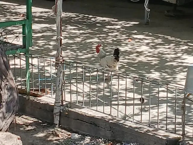 Мурги ломано, Фархор