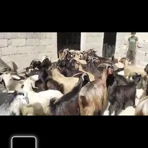 Буз, Ваҳдат