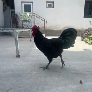 Джерсийский гигант, Спитамен