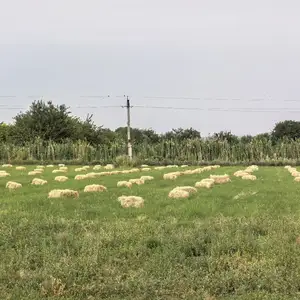 Пресси макка, Канибадам